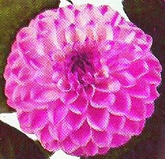 Dahlia ' DEDHAM '  (S.D.)  Clarke  UK  1962  (Woolmans 1973)